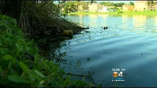 Alligator Attacks Dog In Sunrise Neighborhood