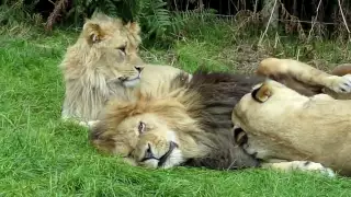 Lion & lioness acting cute - @ Knowsley Safari Park