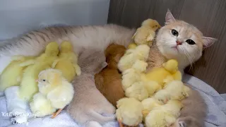 Ducklings and chicks jump into the nest and snuggle with Mom cat, seeking her care and warmth.