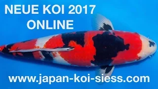 Neue Koi 2017 online I Japan Koi Siess