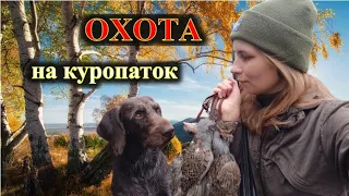 Охота на куропаток, коростель с дратхааром, Азарт, девушка охотник