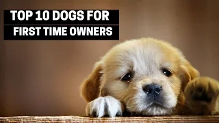 TOP 10 DOGS FOR FIRST TIME OWNERS - Best Puppy Breed For Novices