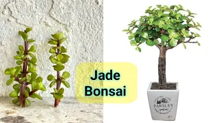 How make jade plant bonsai tree | How grow jade plants from jade | cutting kese lagaye MyHobbies 🌲🌳