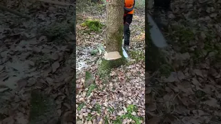 Lumberjack Little Harvester and Very Good Work in Forest