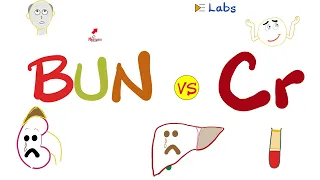 Serum BUN and Creatinine - Kidney Function Tests - Nephrology Labs