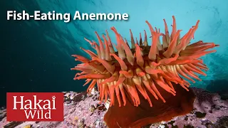 Hakai Wild: Fish-Eating Anemone