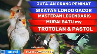 🔴SIKATAN LONDO GACOR SADIS + MENJERIT |MATERI DASARAN MURAI TROTOL DAN PASTOL#masteran #sikatanlondo