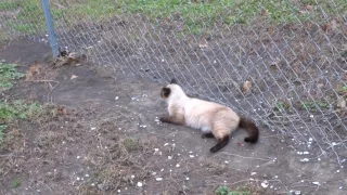 Siamese Cat Predicting An Earthquake #earthquake #catvideo