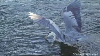 Great blue heron fishing sequence #wildlife #greatblueheron #fishing