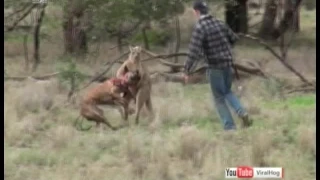 Мужчине пришлось вступить в поединок с кенгуру, чтобы спасти собаку