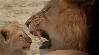 Lion cubs being introduced into the pride for the first time