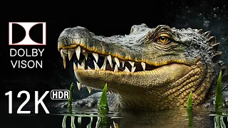 The First 12K HDR 120fps Dolby Vision - Amazing Animal World In 12K ULTRA HDR