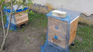 Изоляция лета летной пчёлы после обработки рапса инсектицидом.