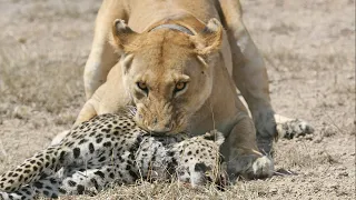 7 Lions Attack Alone Leopard