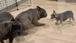 Tiny puppy Frenchie plays with big brothers | French Bulldog Philippines