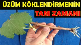 KOLAY ÜZÜM KÖKLENDİRME, ÇELİK İLE ÜZÜM YETİŞTİRME, ASMA KÖKLENDİRME, ÜZÜM KÖKLENDİRME