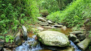 BEAUTIFUL RELAXING BIRDS CHIRPING DEEP IN THE MOUNTAIN FOREST,RELAXING NATURE SOUNDS,FOREST STREAM.