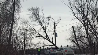 дерево упало на провода
