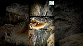 👀🐊HUGE Crocodile GROWLS #shorts #animals #nature #wildlife #crocodile #wild #dangerous #naturesounds