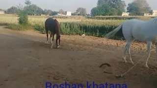 Roshan khatana Ghodi and dairy farm