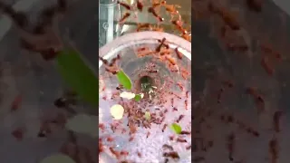 Short timelapse of our Atta sexdens colony after we feed them with fresh leafs. #antstore #antcube