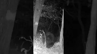 Bear catches trail camera watching it! Trail Cam Tuesday