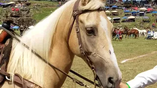 Mark and HIDDEN VALLEY - National Championship Chuckwagon Races 09/01/17 - Big Mules