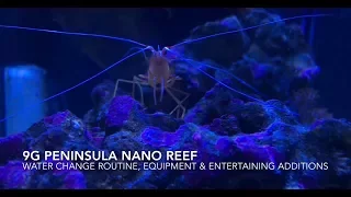 9G Pinensula Nano Reef : Water Change Routine, Equipment & Entertaining Additions