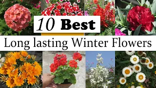 10 Best Long Lasting Winter Flowering Plants , Easy to Grow