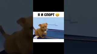 Когда первый раз пришел в спортзал😂 собака и беговая дорожка