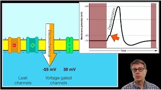 The Action Potential