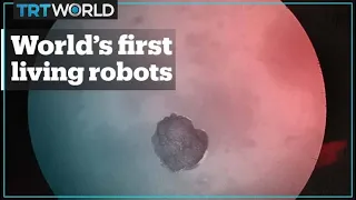 World’s first living robots created from frog stem cells