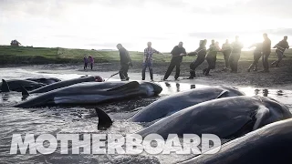 The Grind: Whaling in the Faroe Islands (Full Length)