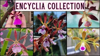 What’s In Bloom—Our Encyclia Orchid Collection 🌸