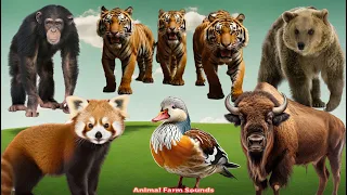 Happy Animal Moment, Familiar Animals Sounds: Red Panda, Chimpanzee, Bear, Tiger, Buffalo....