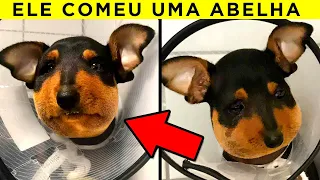 Animais Claramente Tendo Um Dia Pior Que O Seu