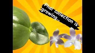 Phalaenopsis Collection Update