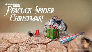 A Peacock Spider Christmas