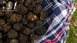 The Truffle Hunters | The Perennial Plate's Real Food World Tour