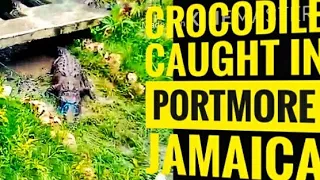 CROCODILE CAUGHT IN PORTMORE JAMAICA