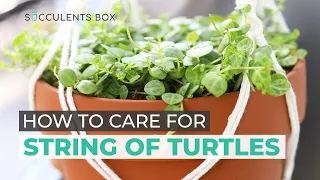 BEST TIPS: HOW TO TAKE CARE OF STRING OF TURTLES | PEPEROMIA PROSTRATA