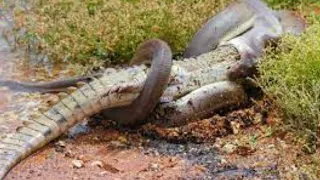 Top 15 Moments When Huge Snakes Eat Their Prey That Will Make You Cringe - Black Cat