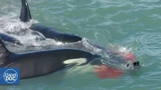 Killer Whales Attack Elephant Seal: Patagonia