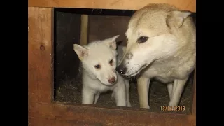 Ах как рады Злата и Тайна