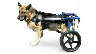 How to Make Doggy Wheel Chair || Cost Less than $15