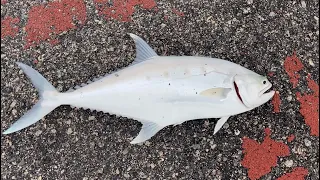 Live from Bedok Jetty, good size queenfish on light gears, good fight