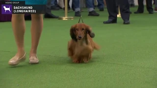 Dachshunds Longhaired | Breed Judging 2020