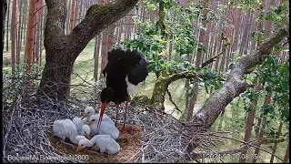 Black stork Bolewice - Bociany czarne- Skierka & Królewicz- Love💞- Karmienia pięcioraczków🐥🌹🐥🌹🐥🌹🐥🌹🐥🌹