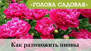 Голова садовая - Как размножить пионы