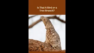 🐦🌳🤔 IS THAT A BIRD OR A TREE BRANCH? - Confused? Watch This Video to Find Out! #shorts